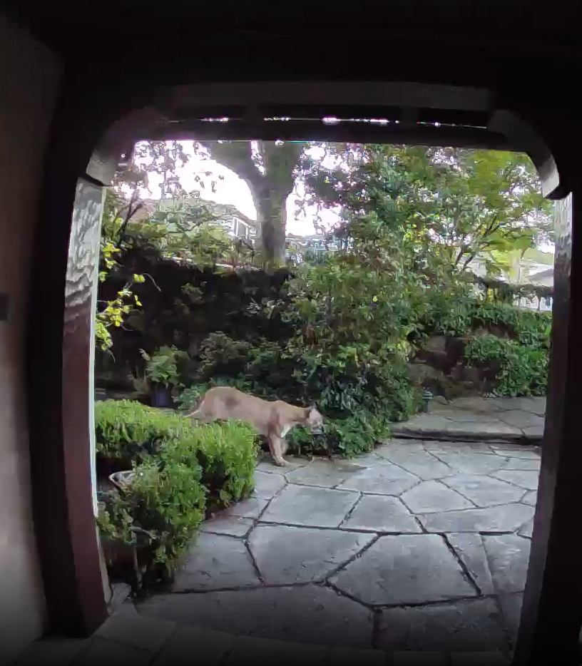 MOUNTAIN LION SAFETY TIPS (Piedmont Police Department) — Nextdoor