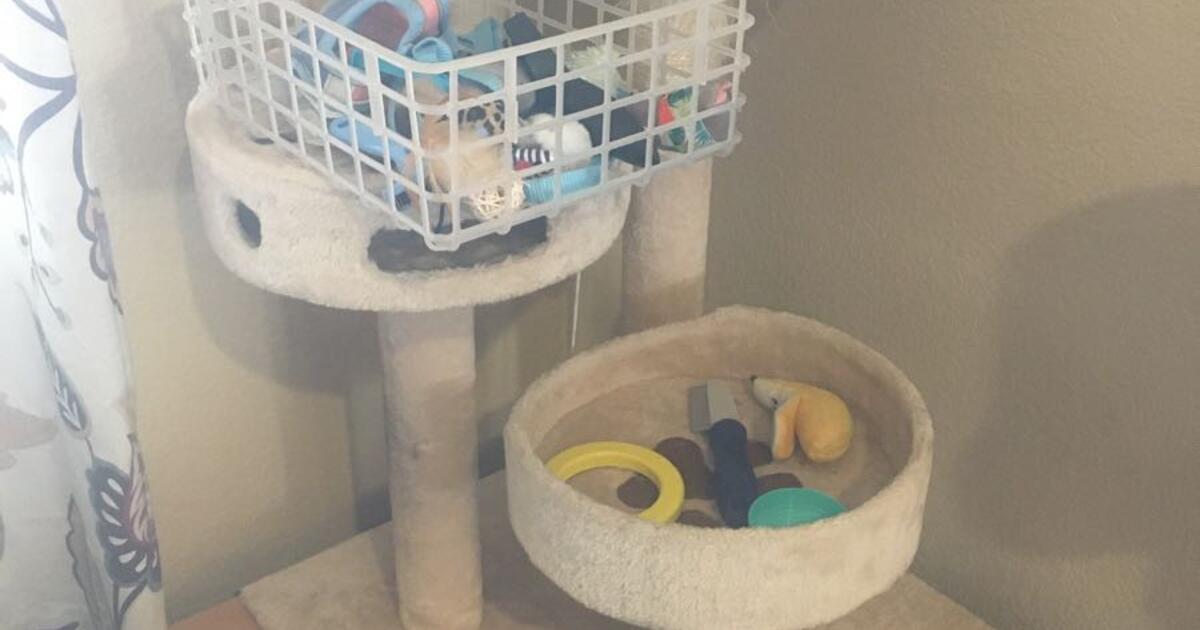 Free Cat Stuff for Free in Centennial, CO For Sale & Free — Nextdoor