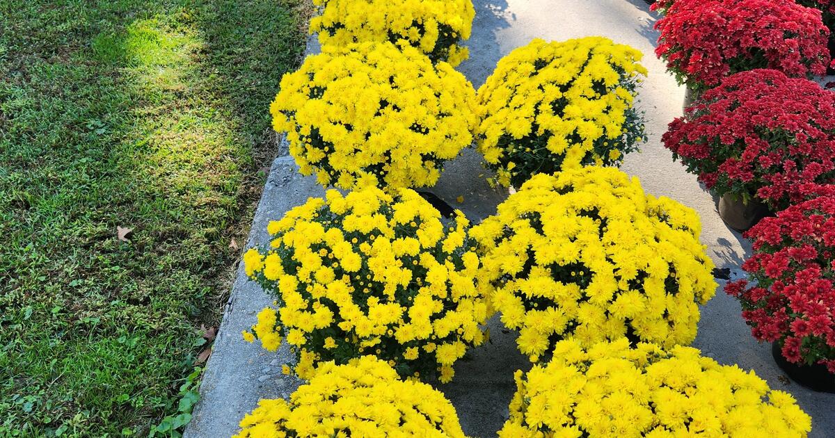 Mums 8 To 12. Each for 8 in Newark, DE For Sale & Free — Nextdoor