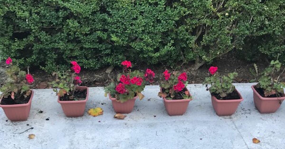 Hand trucks, gardening supplies,pots,plant food,leaf blower etc. for 2 in Renton, WA Finds