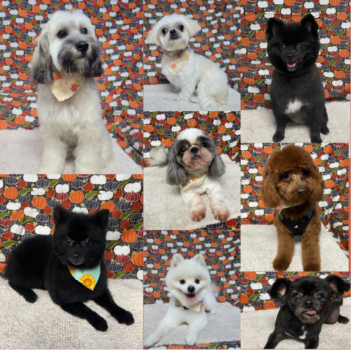 Bubbles Dog Grooming - Katy, TX - Nextdoor