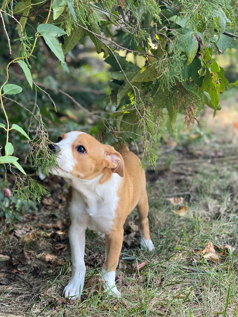 Petsmart 2024 banfield rivergate