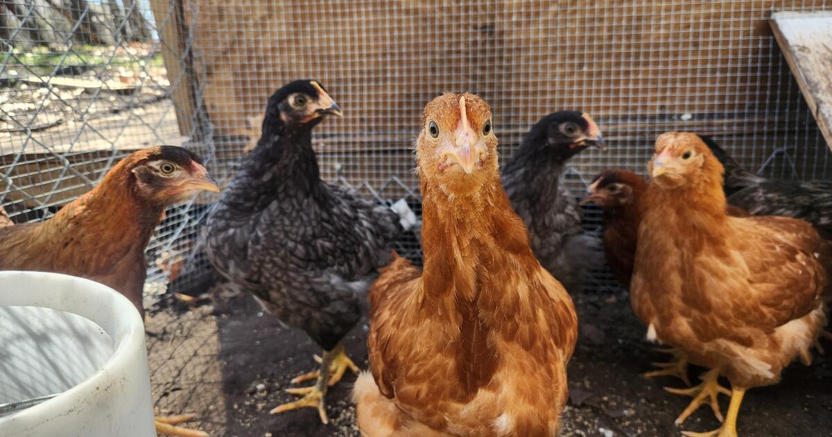 Chickens for 15 in Stillwater, MN For Sale & Free — Nextdoor