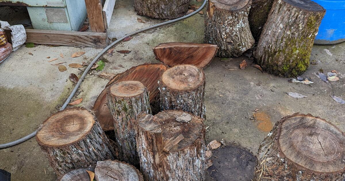 black walnut stumps and slab for Free in Portland, OR For Sale & Free