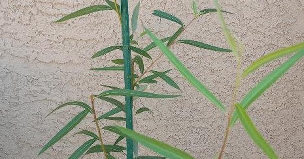 Globe willows (shade trees). 3 gallon bucket ONLY 3 available for 20