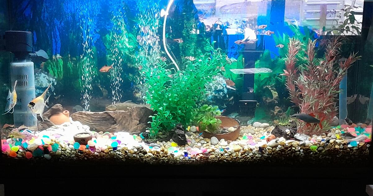 60 gallon aquarium for 150 in winter haven fl for sale free