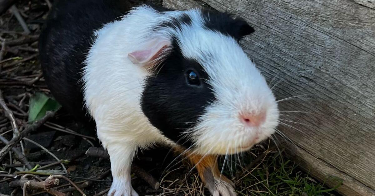 Free Guinea Pigs for Free in Portland, OR For Sale & Free — Nextdoor