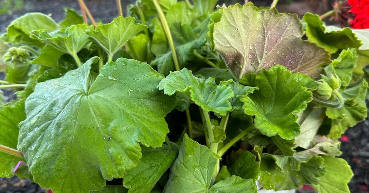 Geraniums cutting for Free in Walnut Creek, CA For Sale & Free — Nextdoor