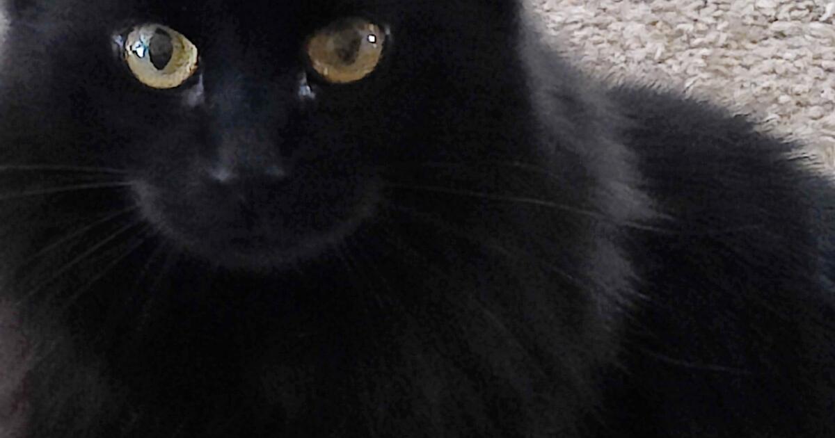 Free cats for Free in Youngtown, AZ For Sale & Free — Nextdoor