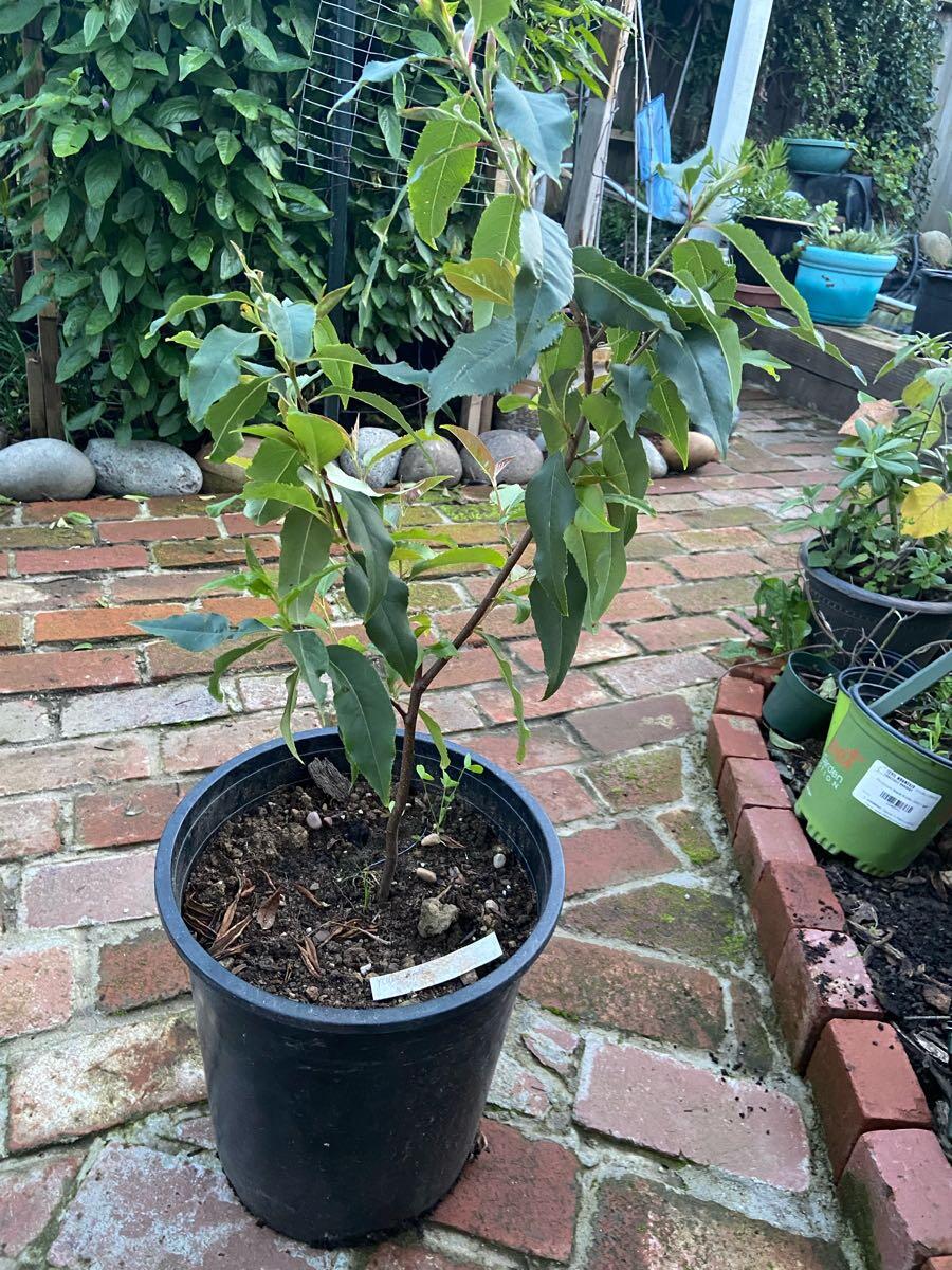 Capulin cherry tree for 30 in San Mateo, CA For Sale & Free — Nextdoor