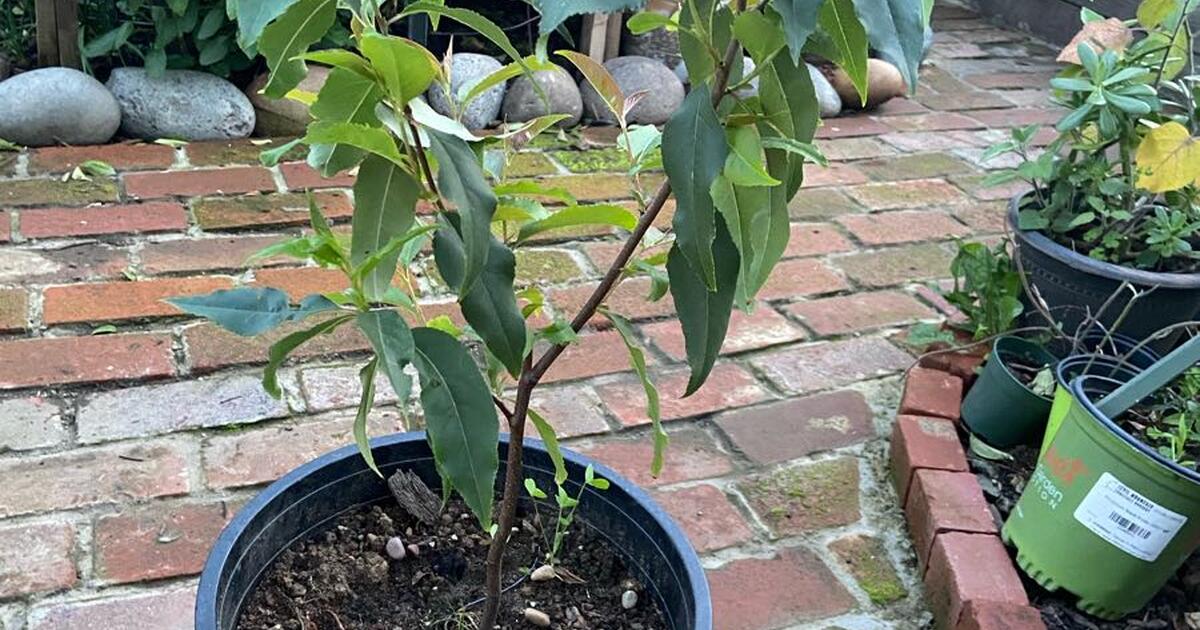 Capulin cherry tree for 30 in San Mateo, CA For Sale & Free — Nextdoor