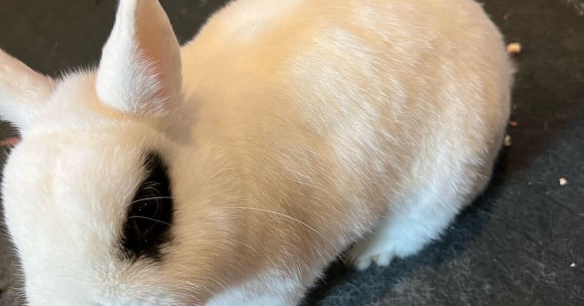 Bunny for Free in Rochester, MN For Sale & Free — Nextdoor