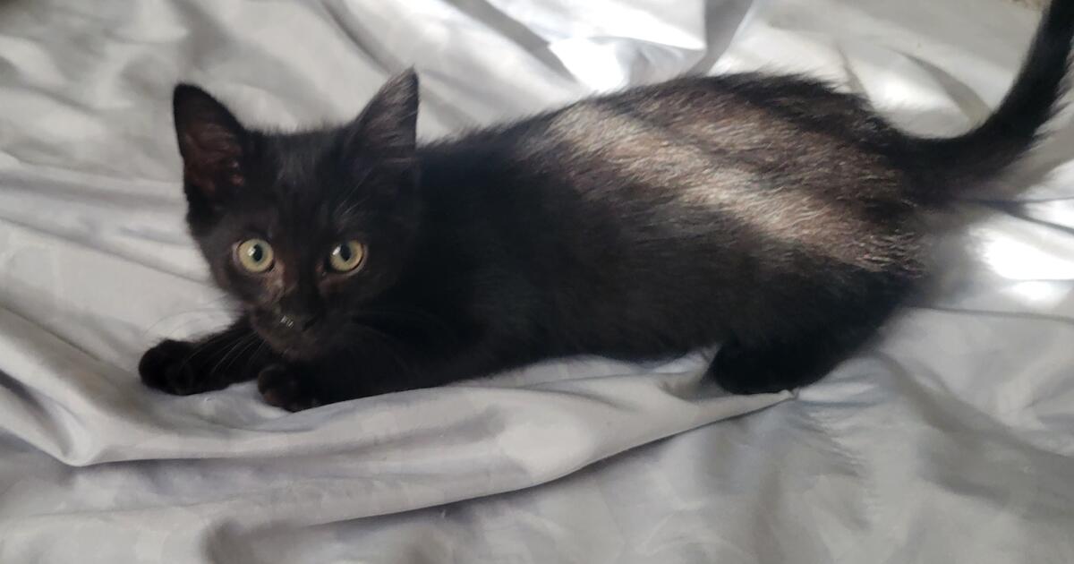 Jasper, 10 Week Old Kitten Ready for His Forever Home for 40 in