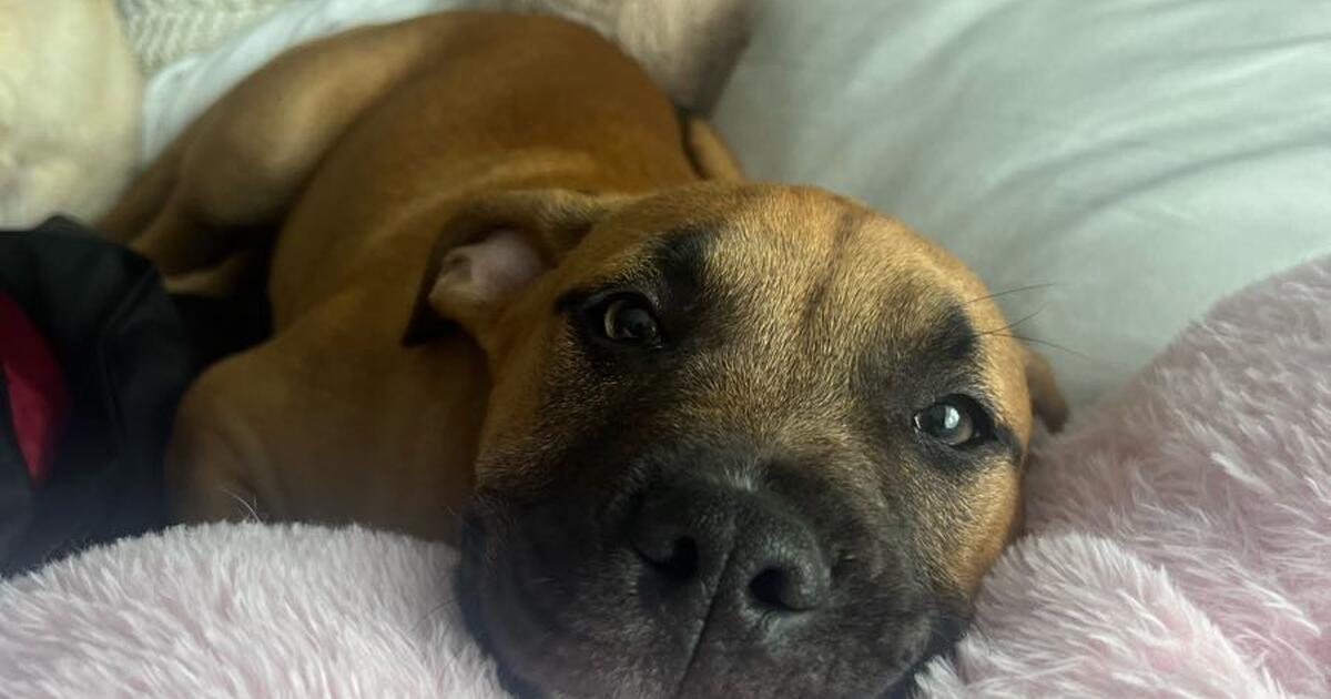 Adopt a dog for Free in Whittier, CA For Sale & Free — Nextdoor