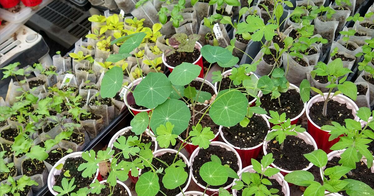 18345 Beverly Rd, Beverly Hills Garage Sale Plant Sale in Beverly