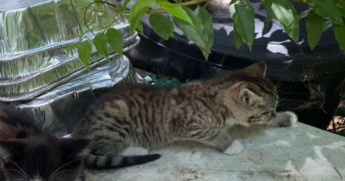 Free kittens still Available!!!! for Free in Lexington, SC Finds