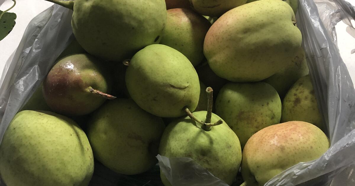 Home grown pears for Free in The Villages, FL | For Sale & Free — Nextdoor