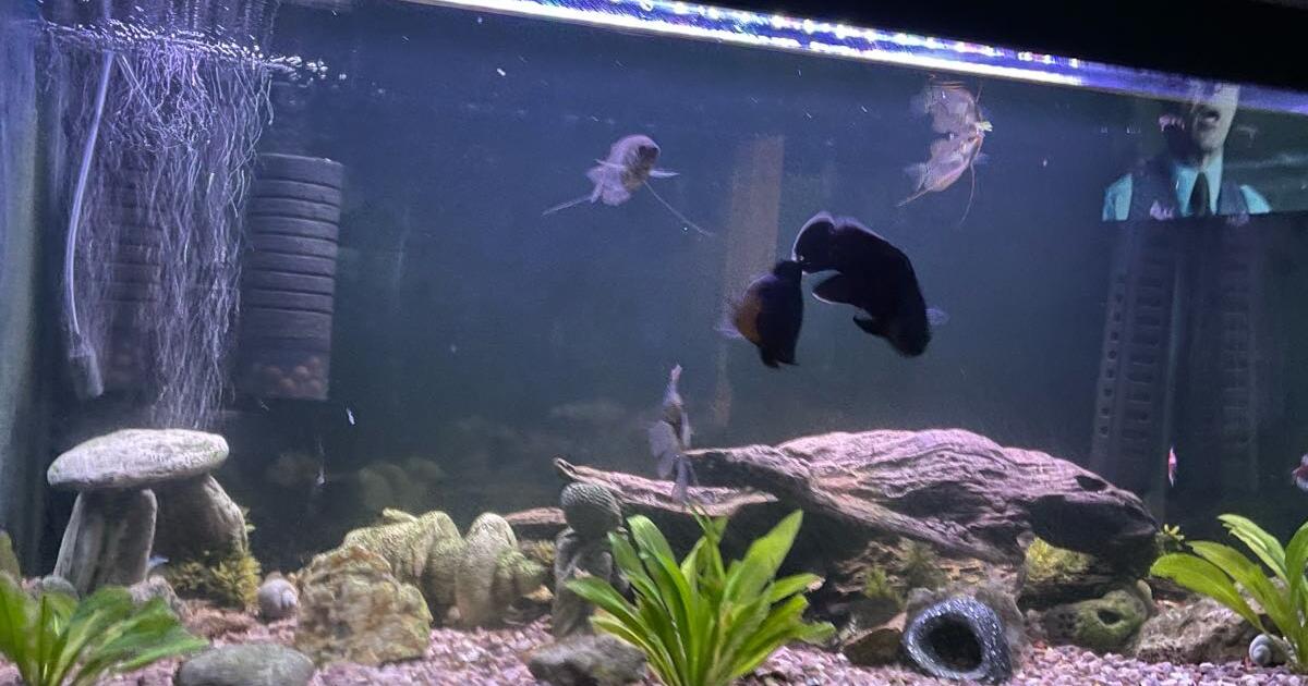 Aquarium for 85 in Louisville, KY For Sale & Free — Nextdoor