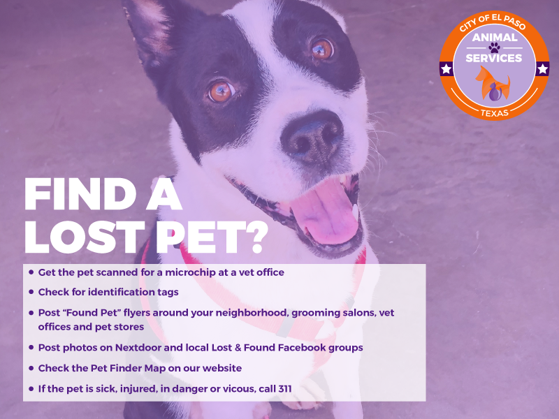 Find a lost pet? (City of El Paso) — Nextdoor — Nextdoor