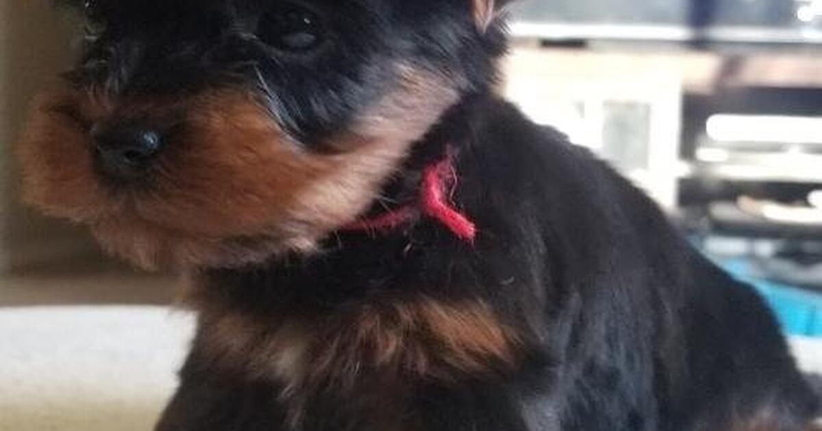 Yorkshire. Yorkie for 8 in Phoenix, AZ For Sale & Free — Nextdoor