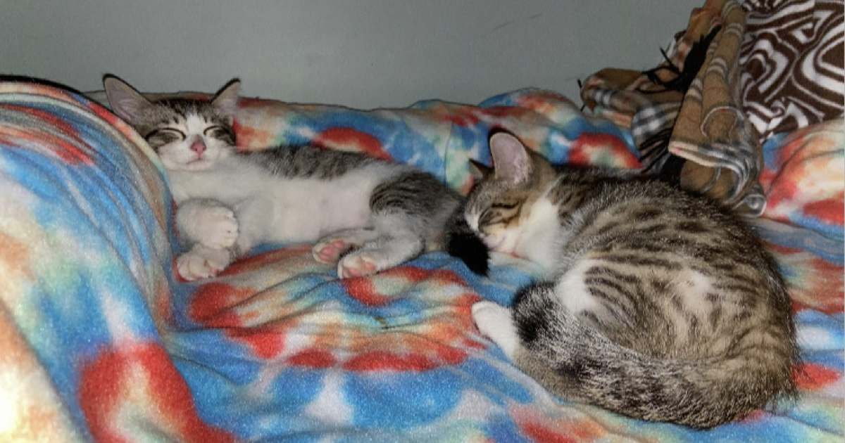 Rehoming kittens for Free in Norwalk, CA For Sale & Free — Nextdoor