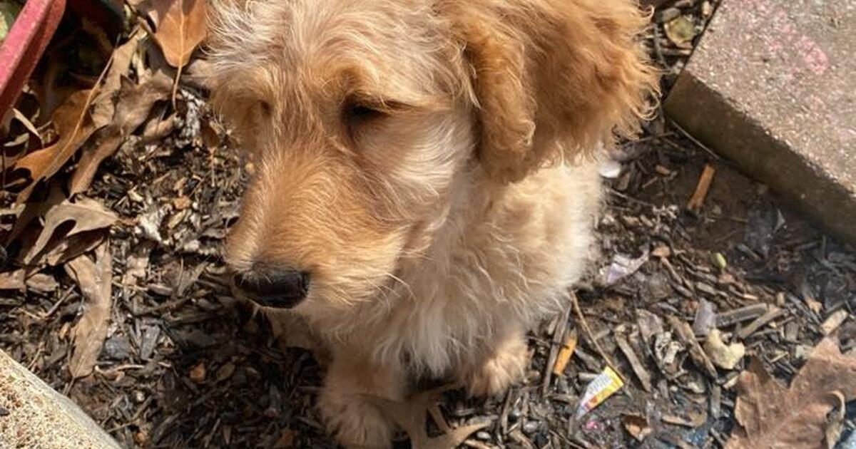CkC GoldenDoOdle PuPpy for 200 in Clarksville, TN For Sale & Free