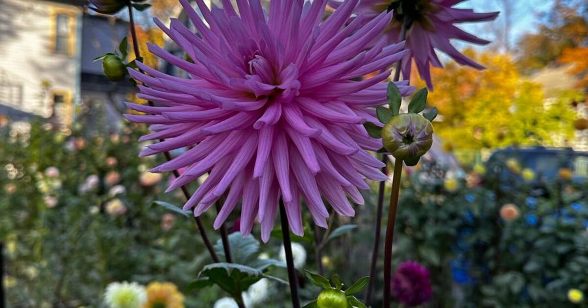 plant-sale-sunday-may-21st-10-2-for-1-in-cleveland-heights-oh