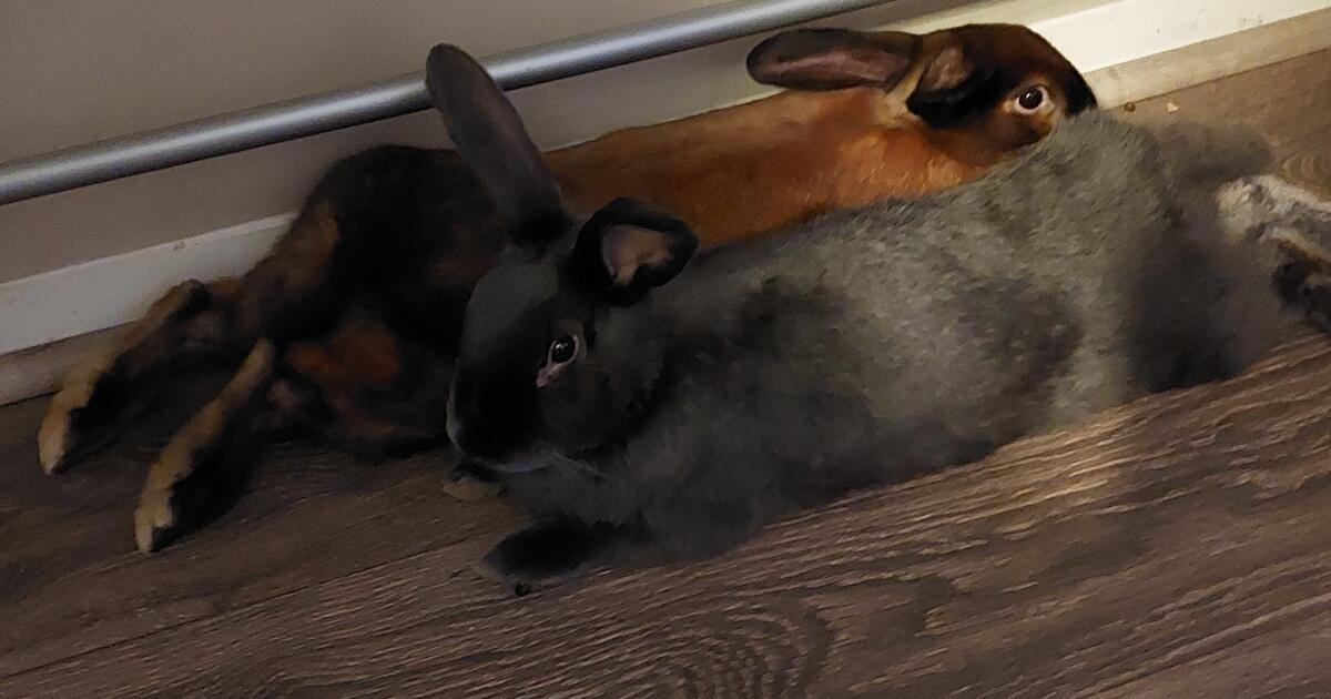 2 Male Rabbits for Free in Centreville, VA Finds — Nextdoor