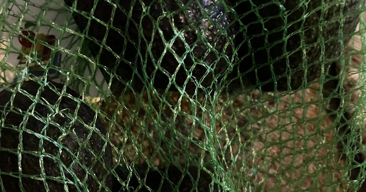 Free avocados if you provide a phone number for Free in Everett, WA