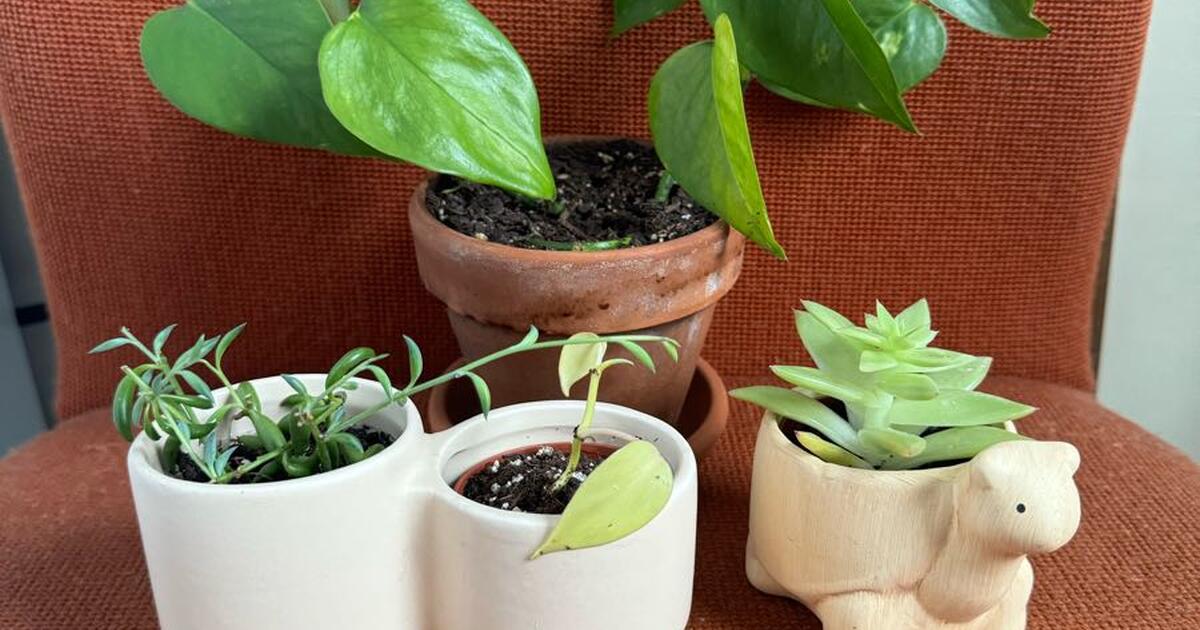 Plants & Pots for 5 in Emeryville, CA For Sale & Free — Nextdoor