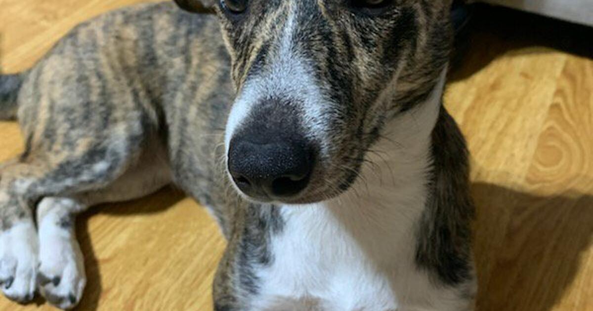 Free 6 months old in cabot ar for sale free nextdoor
