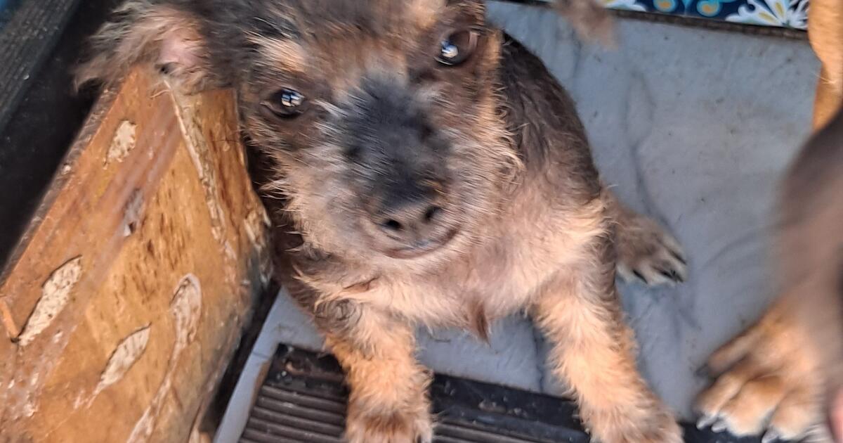 Chihuahua mix puppies in Port Charlotte, FL | For Sale & Free — Nextdoor