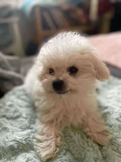 Kriser's valencia deals