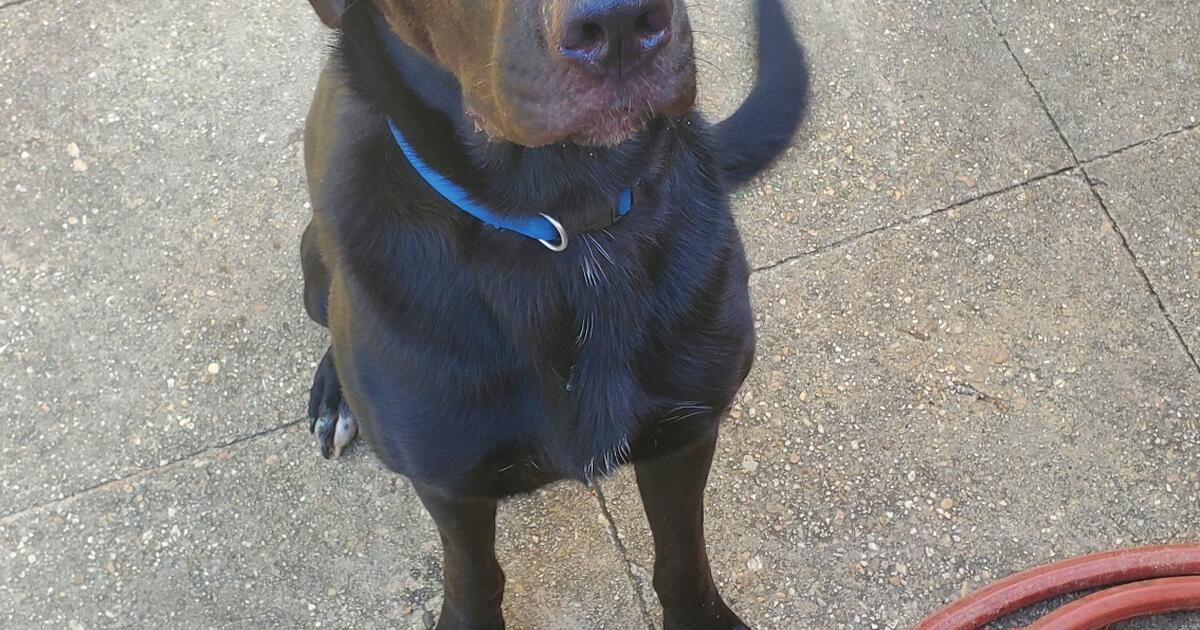 2 Beautiful 1 yr old Black Lab/Aussie mix for Free in Foley, AL Finds