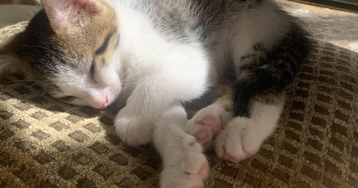 Need help finding forever homes for kittens for free in cincinnati oh