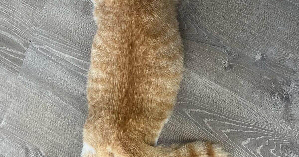 Where can I find a low cost spay/neuter clinic for my cat? for Free in