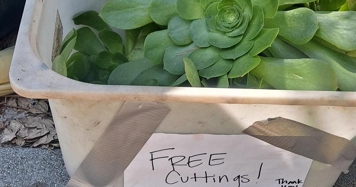 free-succulent-cuttings-for-free-in-south-pasadena-ca-for-sale