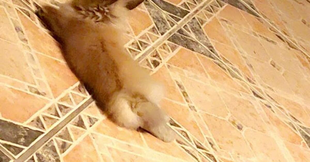 6 month old rabbit!(her names bear) for Free in Jacksonville, FL For