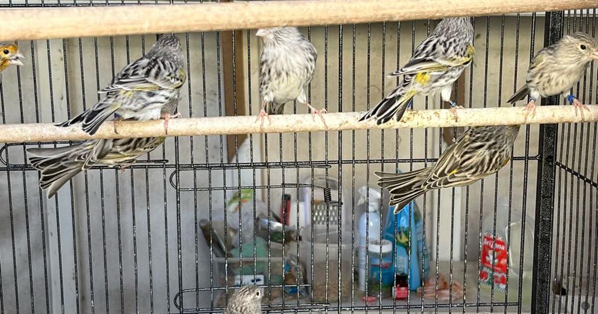 Beautiful view of Boys Singing Canaries Pitch