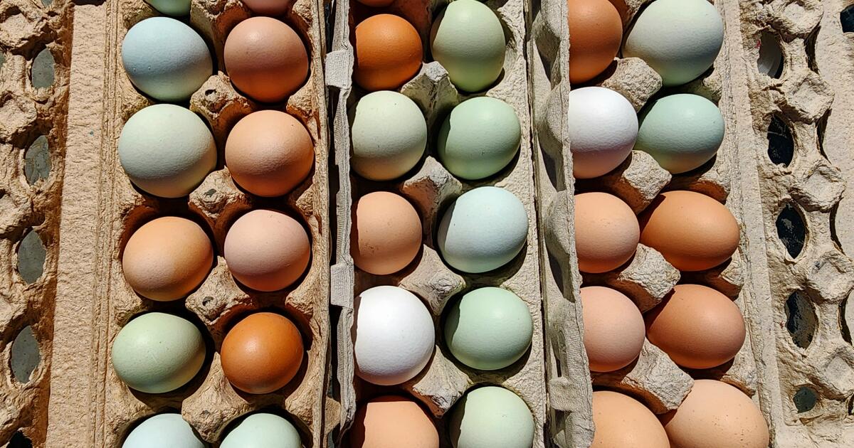 Freerange eggs by the dozen for 7 in Simi Valley, CA Finds — Nextdoor