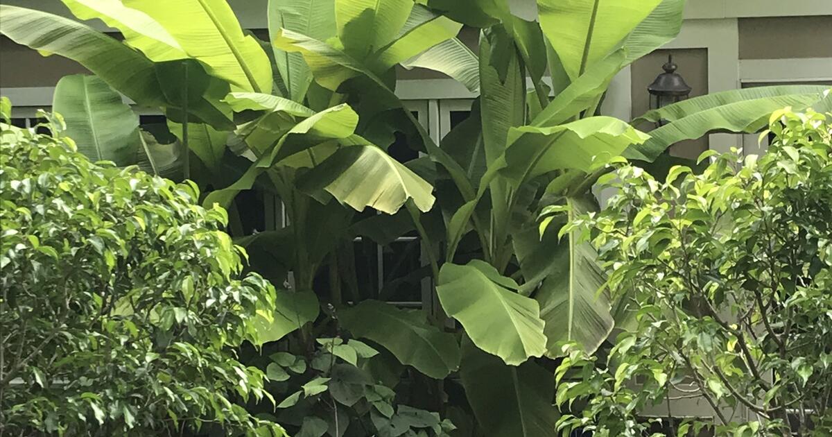 Winter Hardy Banana Plants for 10 in Baltimore, MD For Sale & Free