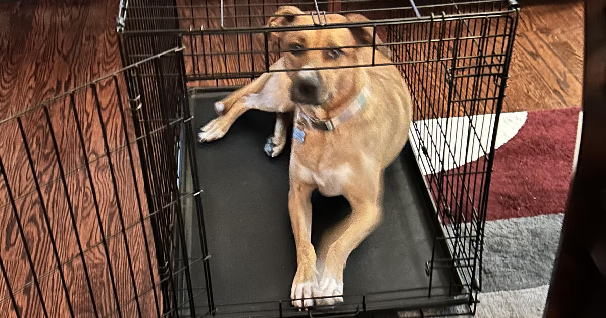 Single Door Folding Wire Dog Crate. 36x23x25 for 40 in Trenton, NJ