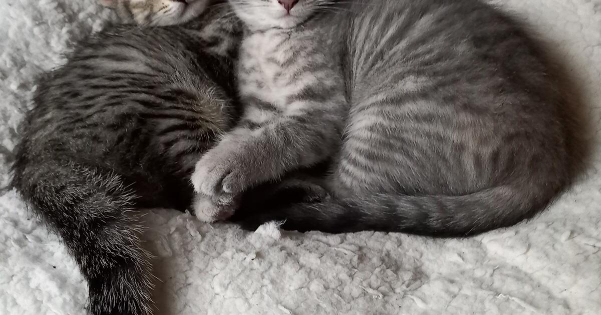 Kittens for Free in Olathe, KS For Sale & Free — Nextdoor