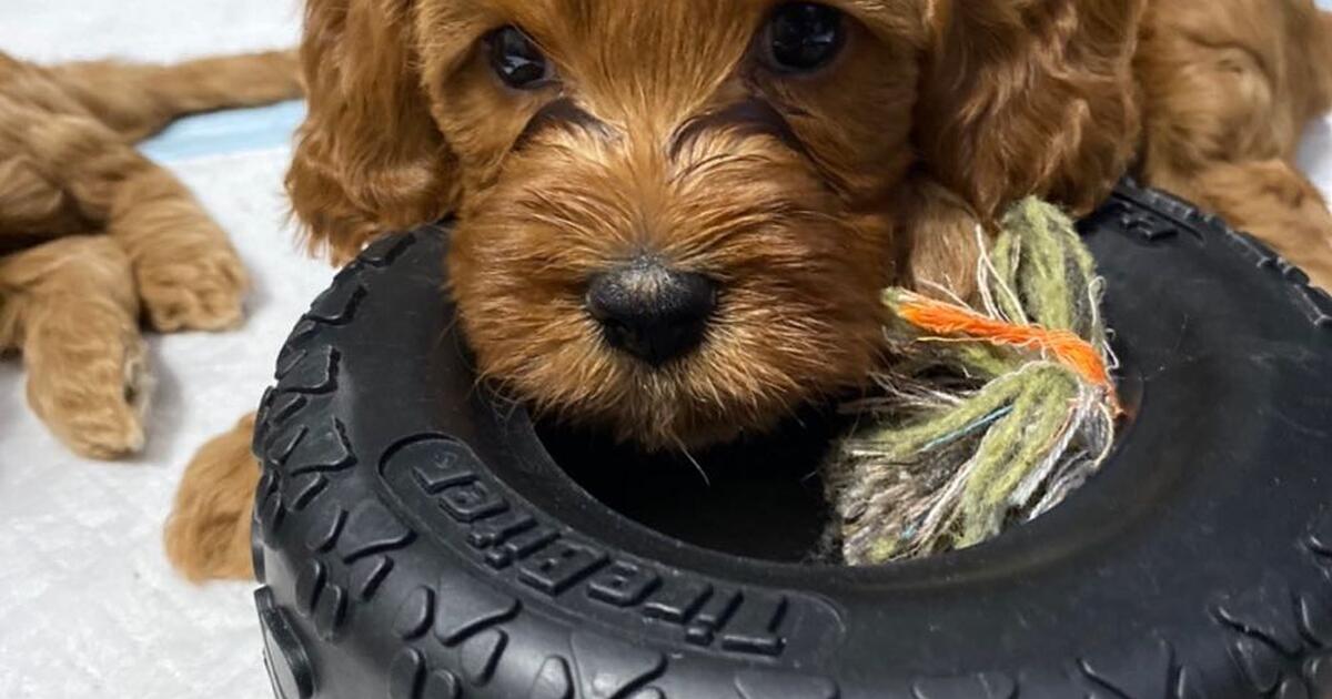 Mini Goldendoodles puppies for 1 in Sarasota, FL Finds — Nextdoor