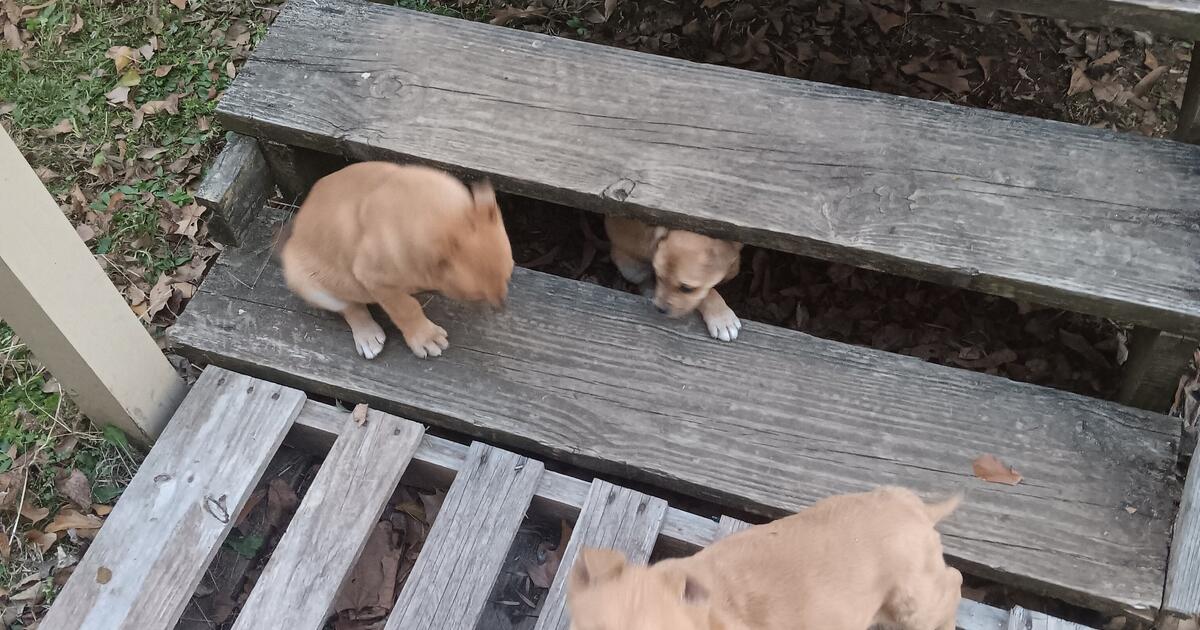 Free Puppies for Free in Haughton, LA For Sale & Free — Nextdoor