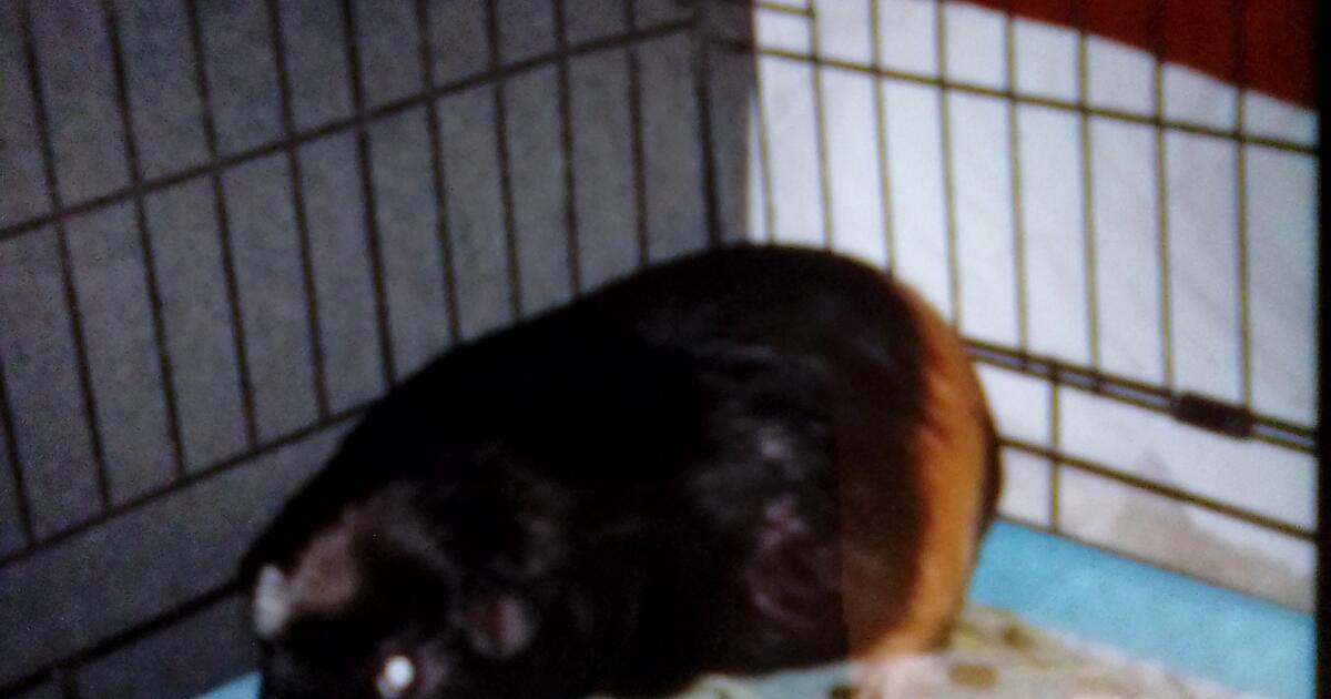 free-guinea-pigs-for-free-in-salem-or-for-sale-free-nextdoor