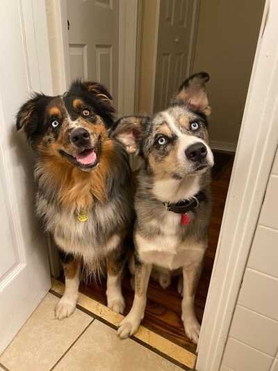 Russells hot sale k9 academy