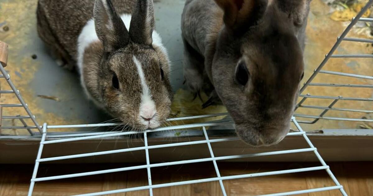 two years old, two female rabbits with cage for Free in Lincolnwood, IL ...