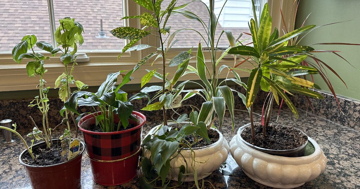 Free house plants for Free in Arlington, VA For Sale & Free — Nextdoor