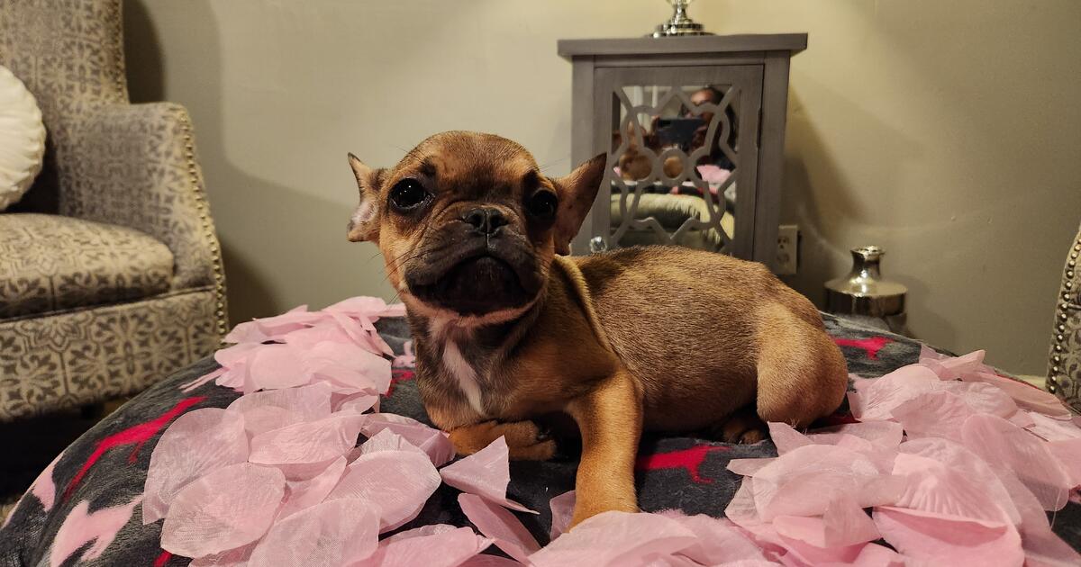 Rehome pets in Wichita, KS Finds — Nextdoor